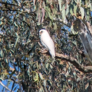 Cacatua sanguinea at Towong, VIC - suppressed