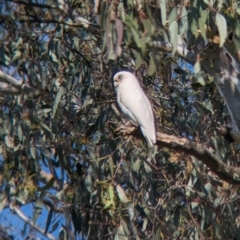 Cacatua sanguinea at Towong, VIC - suppressed