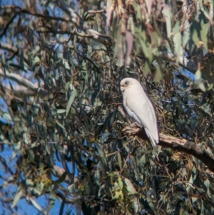 Cacatua sanguinea at Towong, VIC - suppressed