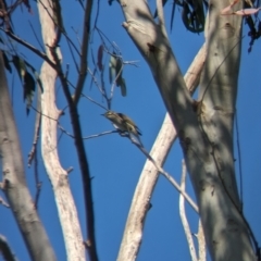 Caligavis chrysops (Yellow-faced Honeyeater) at Tintaldra, VIC - 4 Nov 2023 by Darcy