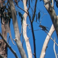 Caligavis chrysops at Tintaldra, VIC - suppressed