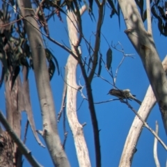 Caligavis chrysops at Tintaldra, VIC - 5 Nov 2023