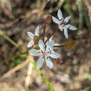 Burchardia umbellata at Bringenbrong, NSW - suppressed