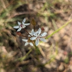 Burchardia umbellata at Bringenbrong, NSW - 5 Nov 2023