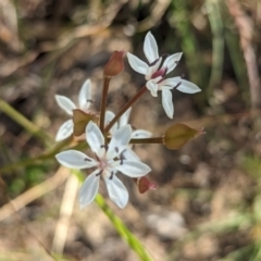 Burchardia umbellata at Bringenbrong, NSW - suppressed