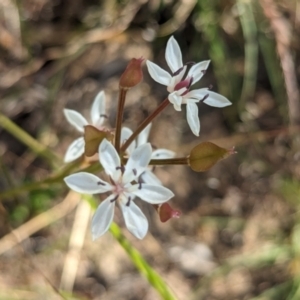 Burchardia umbellata at Bringenbrong, NSW - 5 Nov 2023