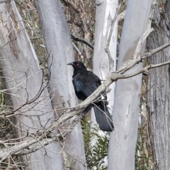 Corcorax melanorhamphos (White-winged Chough) at Cuumbeun Nature Reserve - 5 Nov 2023 by Csteele4