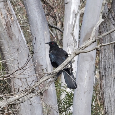 Corcorax melanorhamphos (White-winged Chough) at Cuumbeun Nature Reserve - 5 Nov 2023 by Csteele4