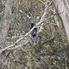 Corcorax melanorhamphos at Carwoola, NSW - 6 Nov 2023
