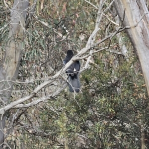 Corcorax melanorhamphos at Carwoola, NSW - 6 Nov 2023