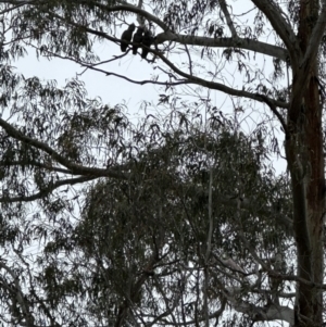 Callocephalon fimbriatum at Snowball, NSW - 5 Nov 2023