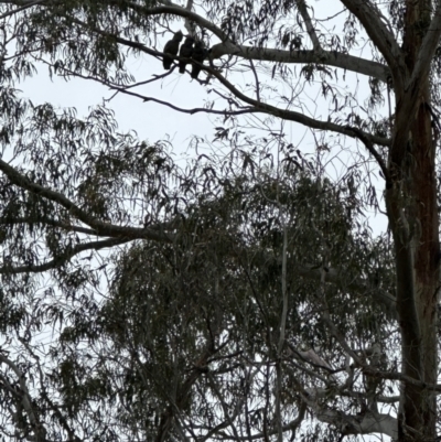 Callocephalon fimbriatum (Gang-gang Cockatoo) at QPRC LGA - 4 Nov 2023 by Linden