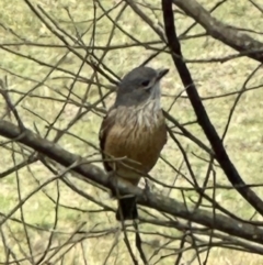 Pachycephala rufiventris (Rufous Whistler) at Kangaroo Valley, NSW - 5 Nov 2023 by lbradleyKV