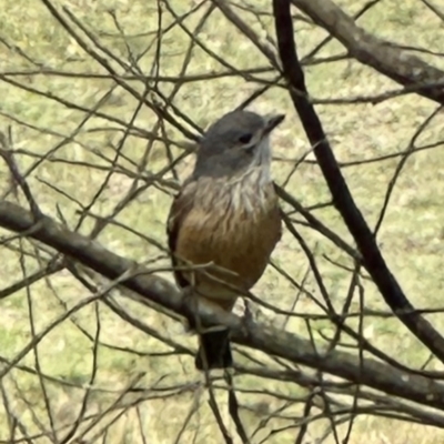 Pachycephala rufiventris (Rufous Whistler) at Kangaroo Valley, NSW - 6 Nov 2023 by lbradley