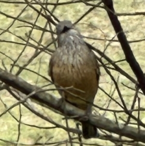 Pachycephala rufiventris at Kangaroo Valley, NSW - 6 Nov 2023