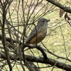 Pachycephala rufiventris at Kangaroo Valley, NSW - 6 Nov 2023