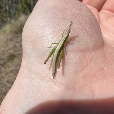 Keyacris scurra (Key's Matchstick Grasshopper) at Brindabella, NSW - 19 Sep 2023 by LodgeEnviro