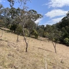 Keyacris scurra at Brindabella, NSW - 19 Sep 2023