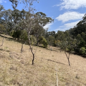 Keyacris scurra at Brindabella, NSW - 19 Sep 2023 10:52 AM