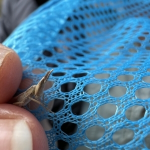 Keyacris scurra at Yaouk, NSW - 4 Apr 2023 11:09 AM