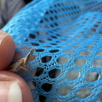 Keyacris scurra (Key's Matchstick Grasshopper) at Yaouk, NSW - 4 Apr 2023 by LodgeEnviro