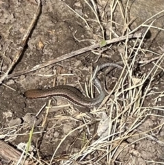 Lampropholis guichenoti (Common Garden Skink) at Kangaroo Valley, NSW - 6 Nov 2023 by lbradley