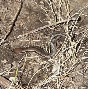 Lampropholis guichenoti at Kangaroo Valley, NSW - 6 Nov 2023