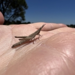 Keyacris scurra (Key's Matchstick Grasshopper) at Goulburn, NSW - 17 Jan 2023 by LodgeEnviro