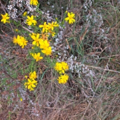 Hypericum perforatum (St John's Wort) at Croke Place Grassland (CPG) - 5 Nov 2023 by abread111