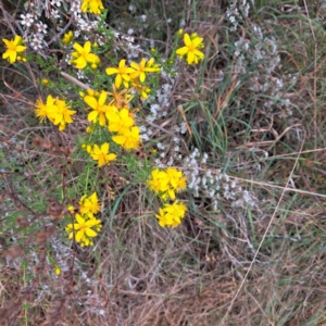 Hypericum perforatum at Croke Place Grassland (CPG) - 5 Nov 2023 03:38 PM