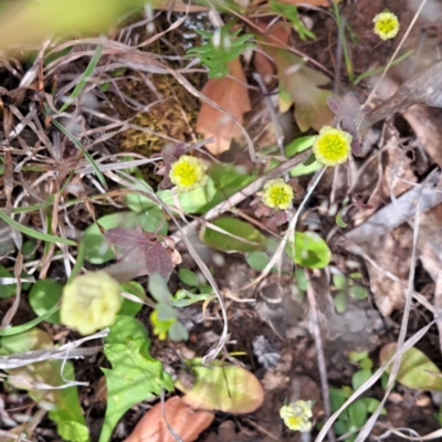 Trifolium campestre (Hop Clover) at McKellar, ACT - 5 Nov 2023 by abread111