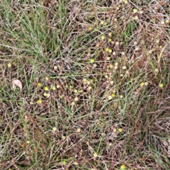 Trifolium campestre at Croke Place Grassland (CPG) - 5 Nov 2023