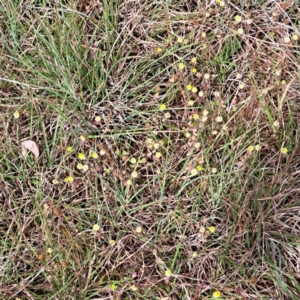 Trifolium campestre at Croke Place Grassland (CPG) - 5 Nov 2023