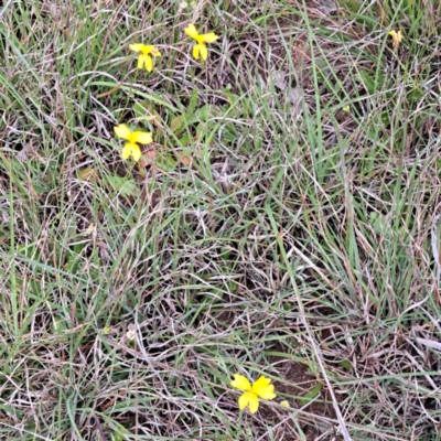 Goodenia pinnatifida (Scrambled Eggs) at Croke Place Grassland (CPG) - 5 Nov 2023 by abread111