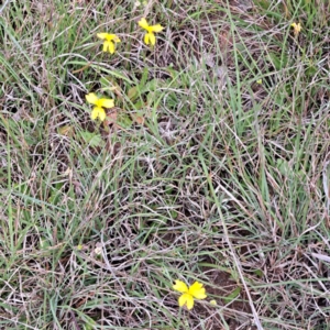 Goodenia pinnatifida at Croke Place Grassland (CPG) - 5 Nov 2023