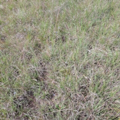 Wahlenbergia sp. (Bluebell) at Croke Place Grassland (CPG) - 5 Nov 2023 by abread111