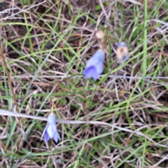 Wahlenbergia sp. at Croke Place Grassland (CPG) - 5 Nov 2023