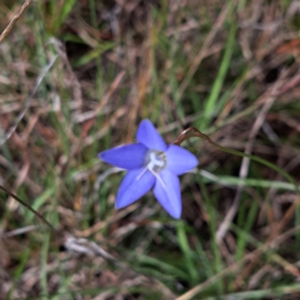 Wahlenbergia sp. at Croke Place Grassland (CPG) - 5 Nov 2023