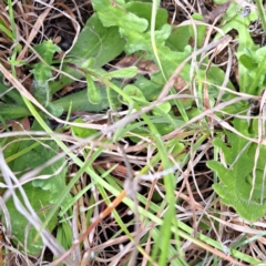 Wahlenbergia sp. at Croke Place Grassland (CPG) - 5 Nov 2023