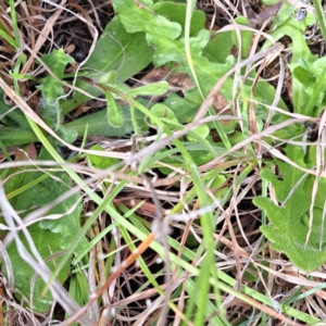 Wahlenbergia sp. at Croke Place Grassland (CPG) - 5 Nov 2023 03:51 PM