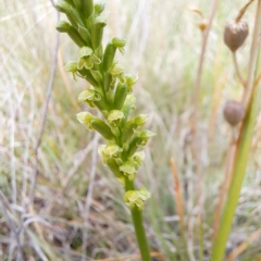 Microtis unifolia (Common Onion Orchid) at Croke Place Grassland (CPG) - 5 Nov 2023 by abread111