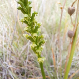 Microtis unifolia at Croke Place Grassland (CPG) - suppressed