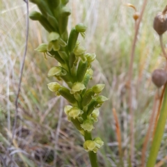 Microtis unifolia at Croke Place Grassland (CPG) - suppressed