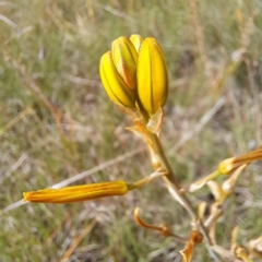 Bulbine bulbosa (Golden Lily, Bulbine Lily) at McKellar, ACT - 5 Nov 2023 by abread111