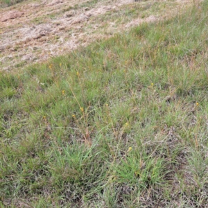 Bulbine bulbosa at Croke Place Grassland (CPG) - 5 Nov 2023