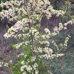 Pyracantha fortuneana (Firethorn) at Croke Place Grassland (CPG) - 5 Nov 2023 by abread111