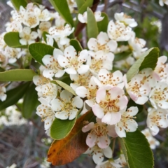 Pyracantha fortuneana at Undefined Area - 5 Nov 2023 03:58 PM