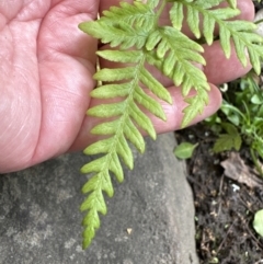 Pteris tremula (Tender Brake) at Kangaroo Valley, NSW - 6 Nov 2023 by lbradleyKV