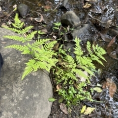 Pteris tremula at Kangaroo Valley, NSW - suppressed