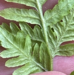 Pteris tremula at Kangaroo Valley, NSW - suppressed